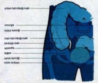 Apandisitte Dikkat Edilmesi Gereken Durumlar